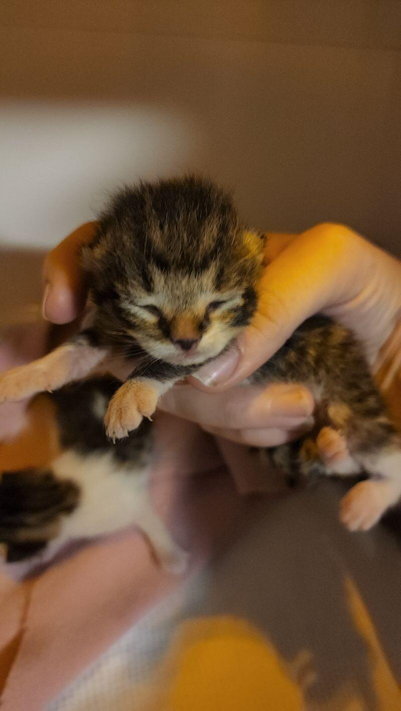 Xcalibur, a Adoptable Domestic Short Hair in Kennewick, WA image 2/4