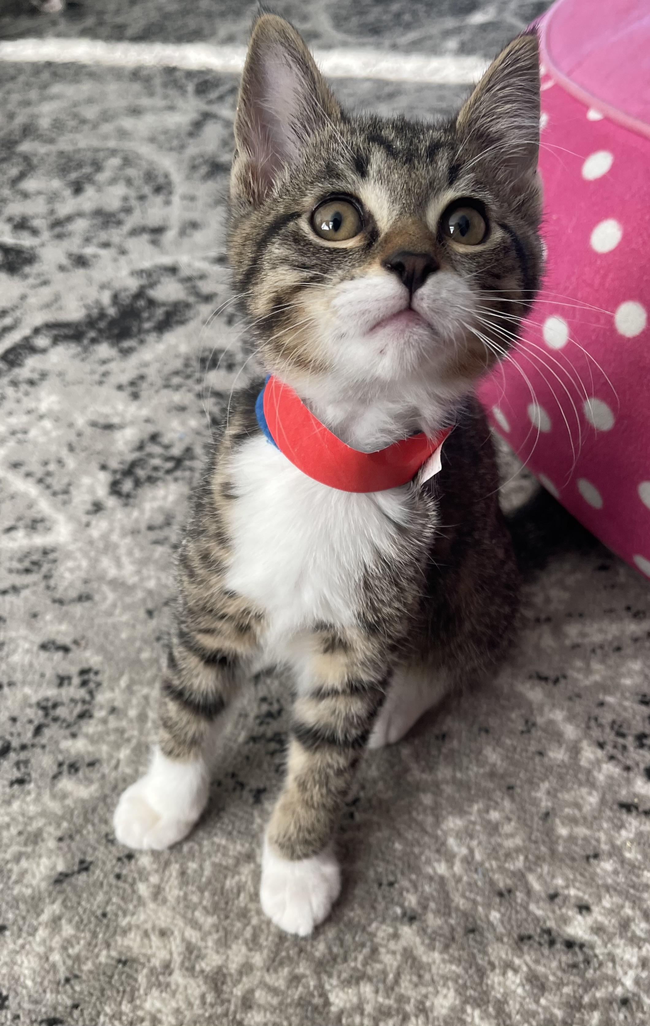 Xcalibur, a Adoptable Domestic Short Hair in Kennewick, WA image 3/4