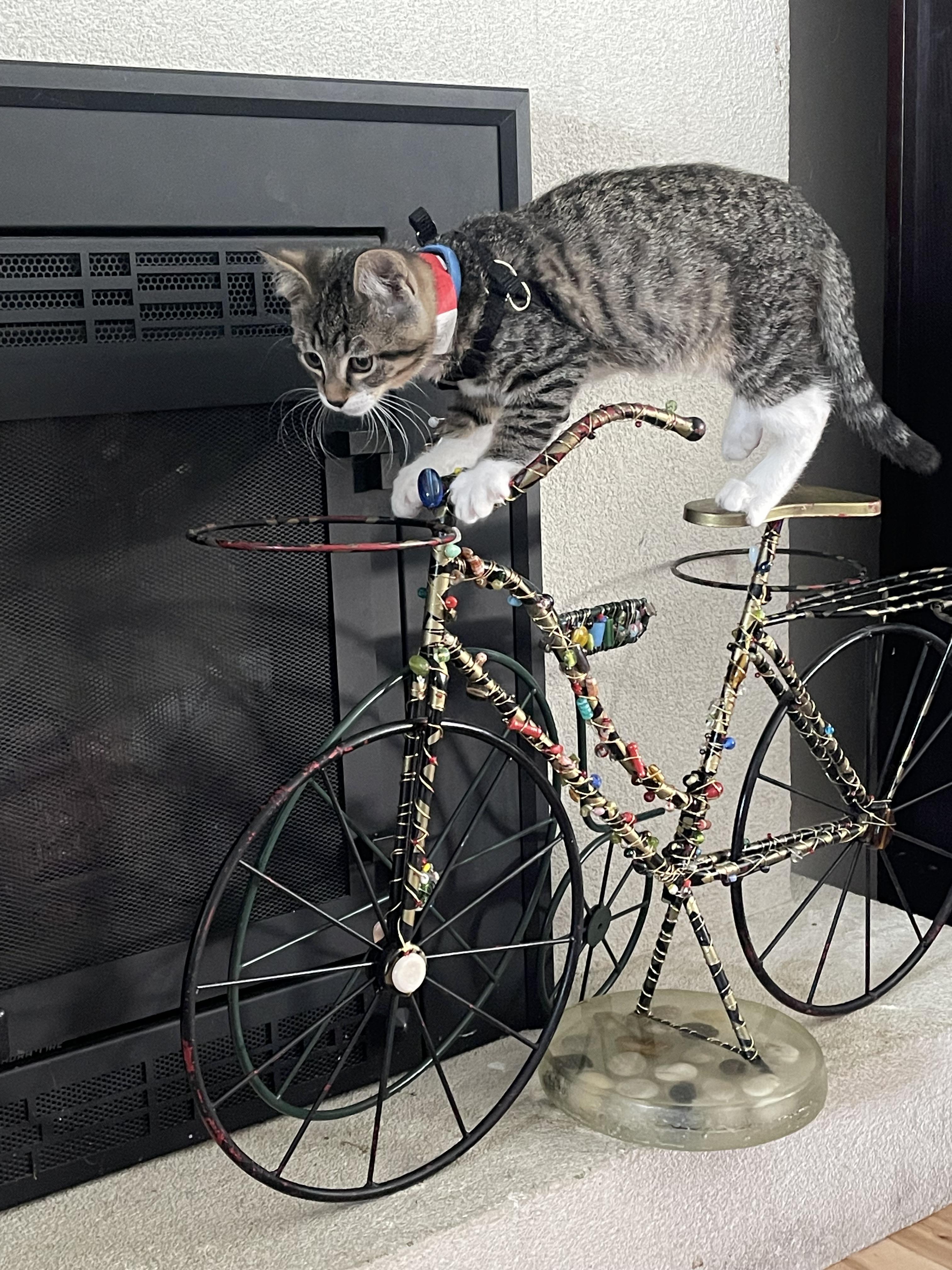 Xcalibur, a Adoptable Domestic Short Hair in Kennewick, WA image 4/4