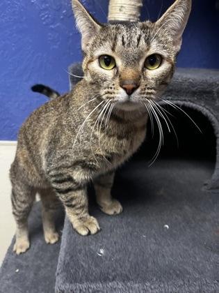 Enlarge Cuddles 50844, an adopted Domestic Short Hair in Oklahoma City, OK image 1/2