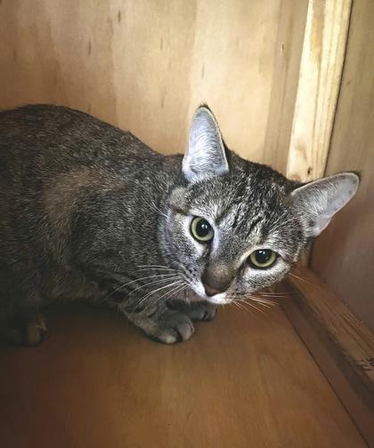 Enlarge Cuddles 50844, an adopted Domestic Short Hair in Oklahoma City, OK image 2/2