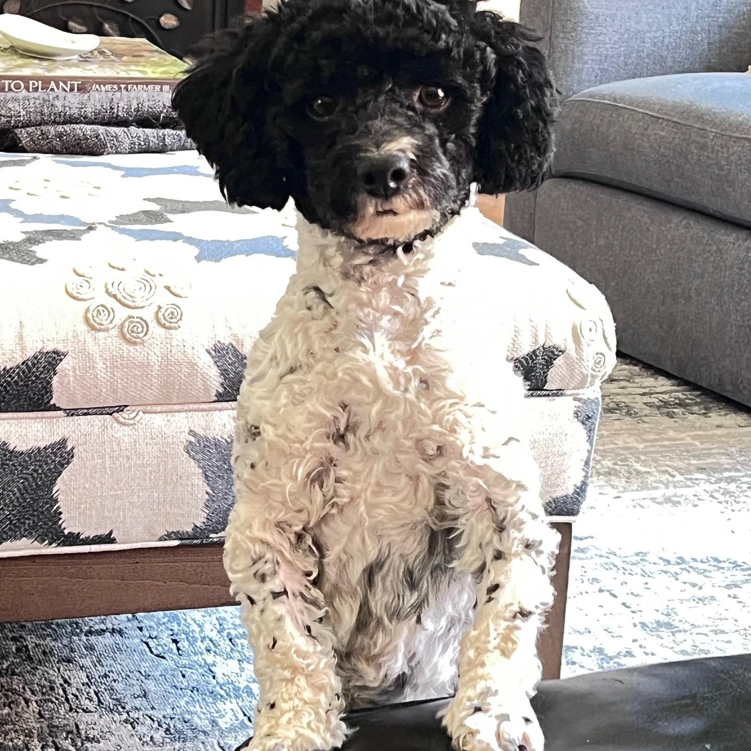 Blaine, ADOPTABLE, Young Male Poodle (Toy).