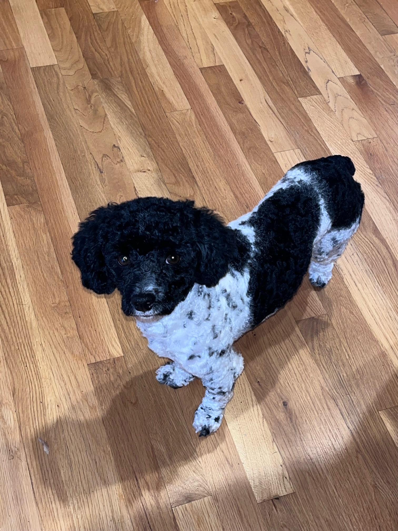 Blaine, a ADOPTABLE Poodle (Toy) in Atlanta, GA image 2/6