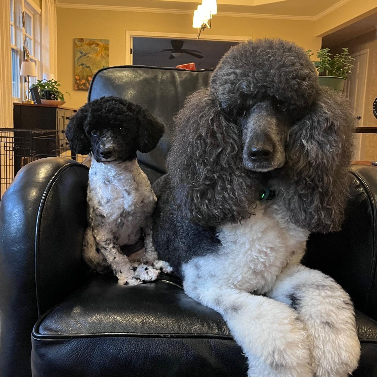 Blaine, a ADOPTABLE Poodle (Toy) in Atlanta, GA image 3/6