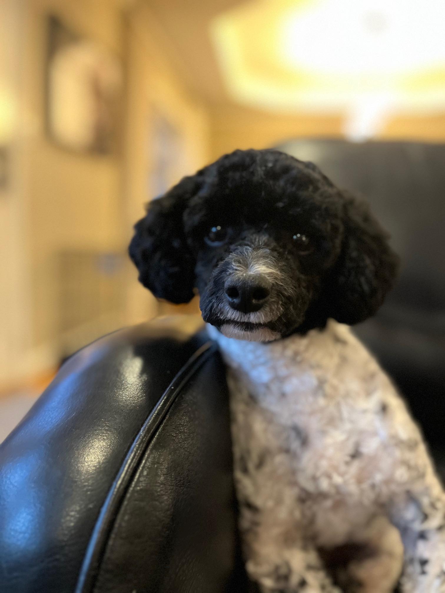 Blaine, a ADOPTABLE Poodle (Toy) in Atlanta, GA image 4/6