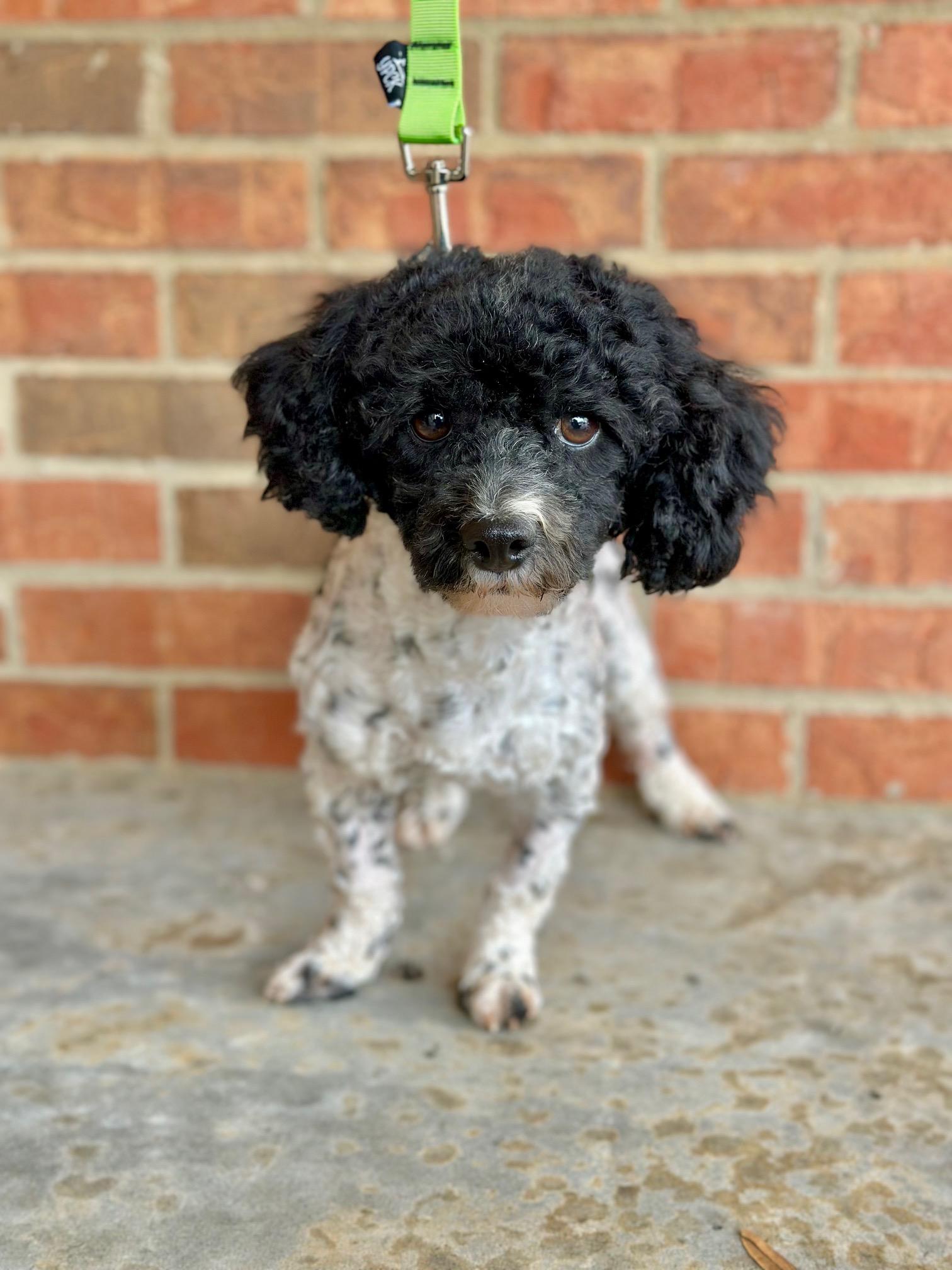 Blaine, ADOPTABLE, Young Male Poodle (Toy).