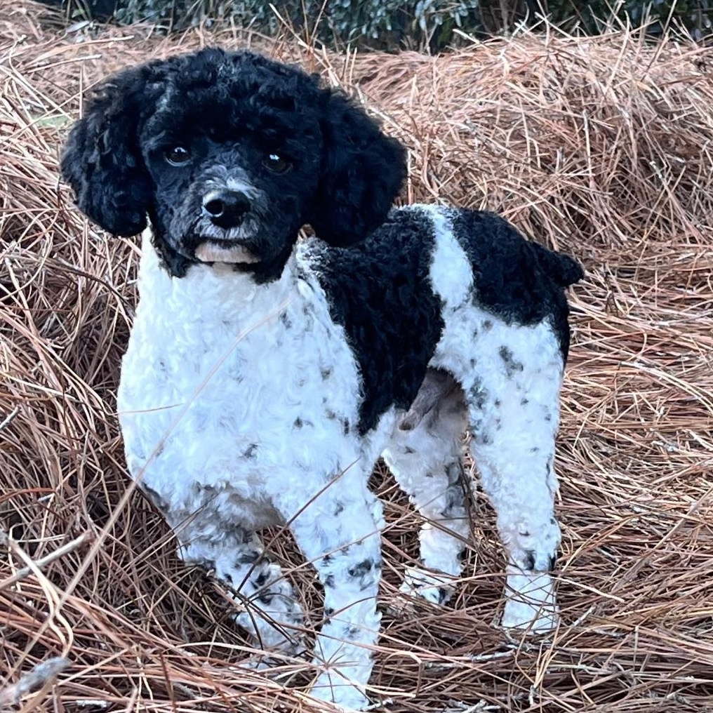 Blaine, a ADOPTABLE Poodle (Toy) in Atlanta, GA image 6/6