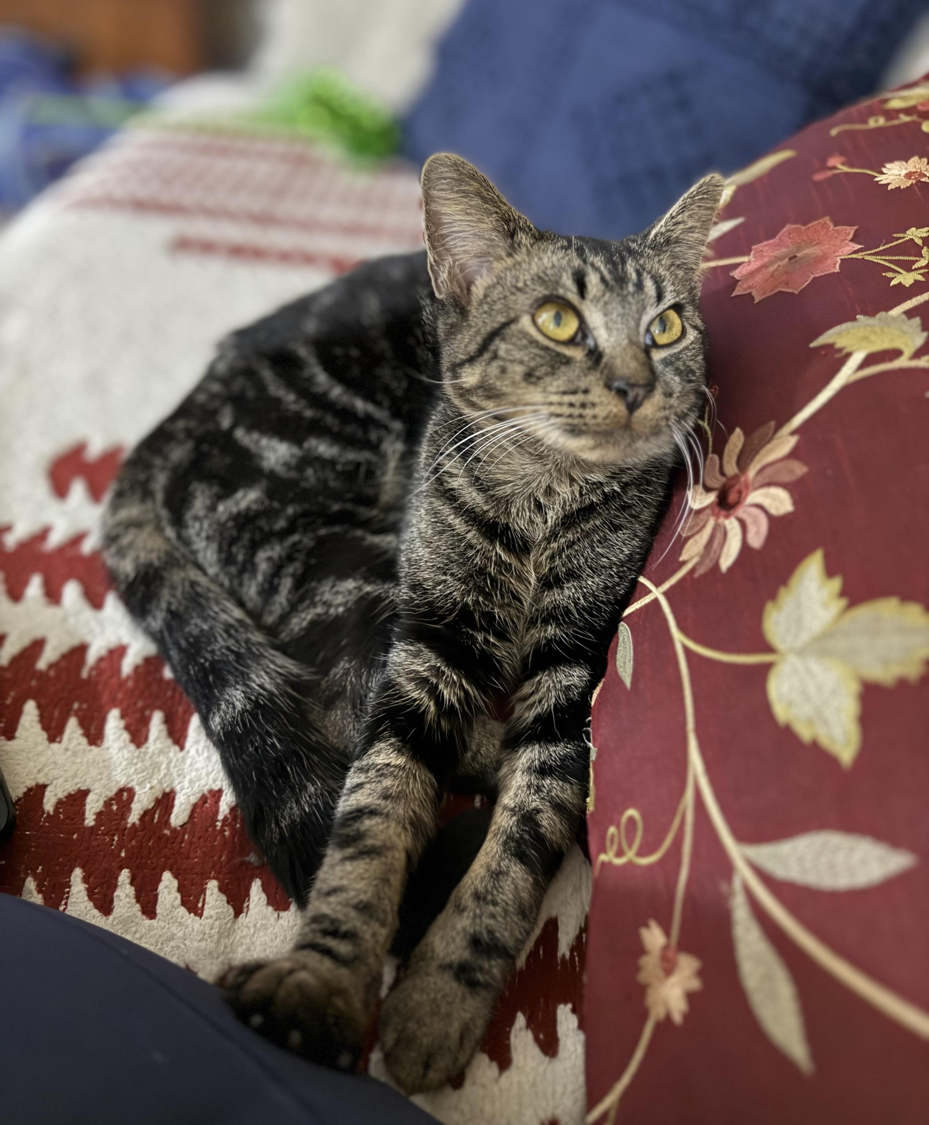 Jake - Lapcat Cuddler, Adoptable, Young Male Tabby & Domestic Short Hair.