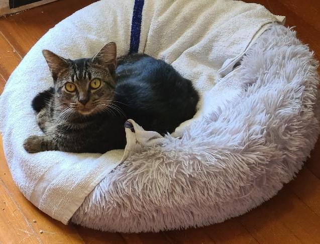 Jake - Lapcat Cuddler