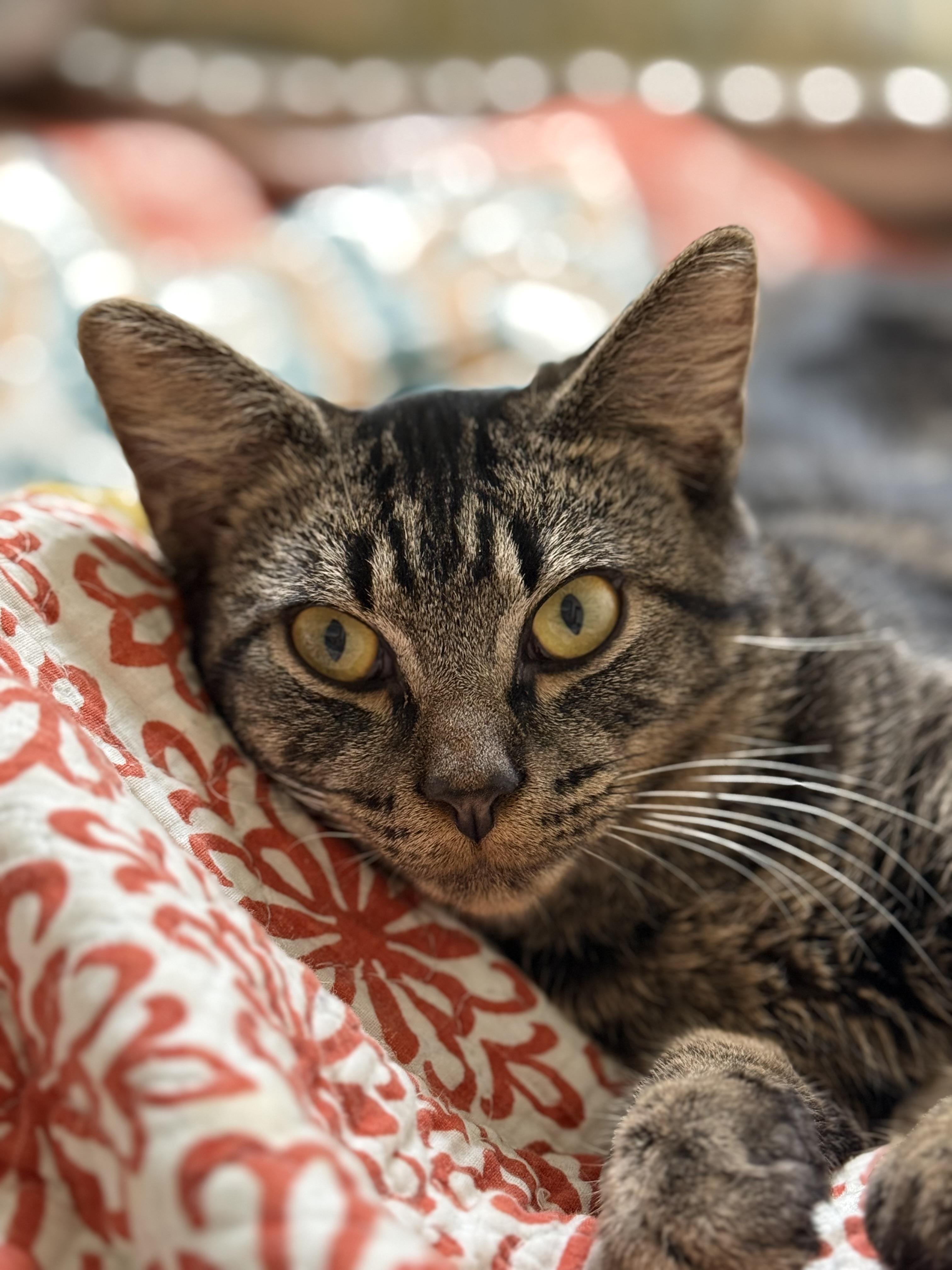 Jake - Lapcat Cuddler, a Adoptable mixed breed in Arlington, VA image 4/6