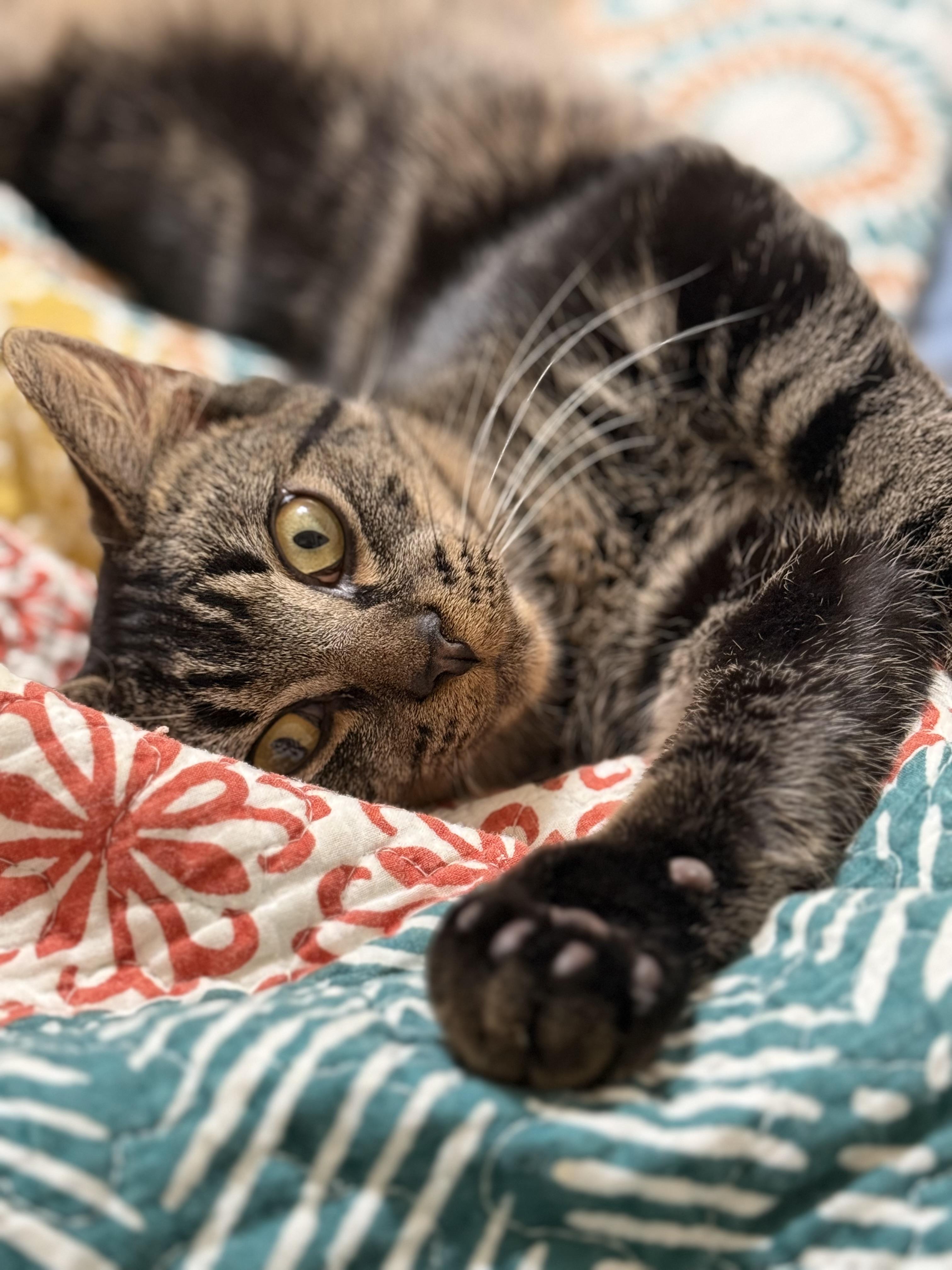 Jake - Lapcat Cuddler, a Adoptable mixed breed in Arlington, VA image 5/6