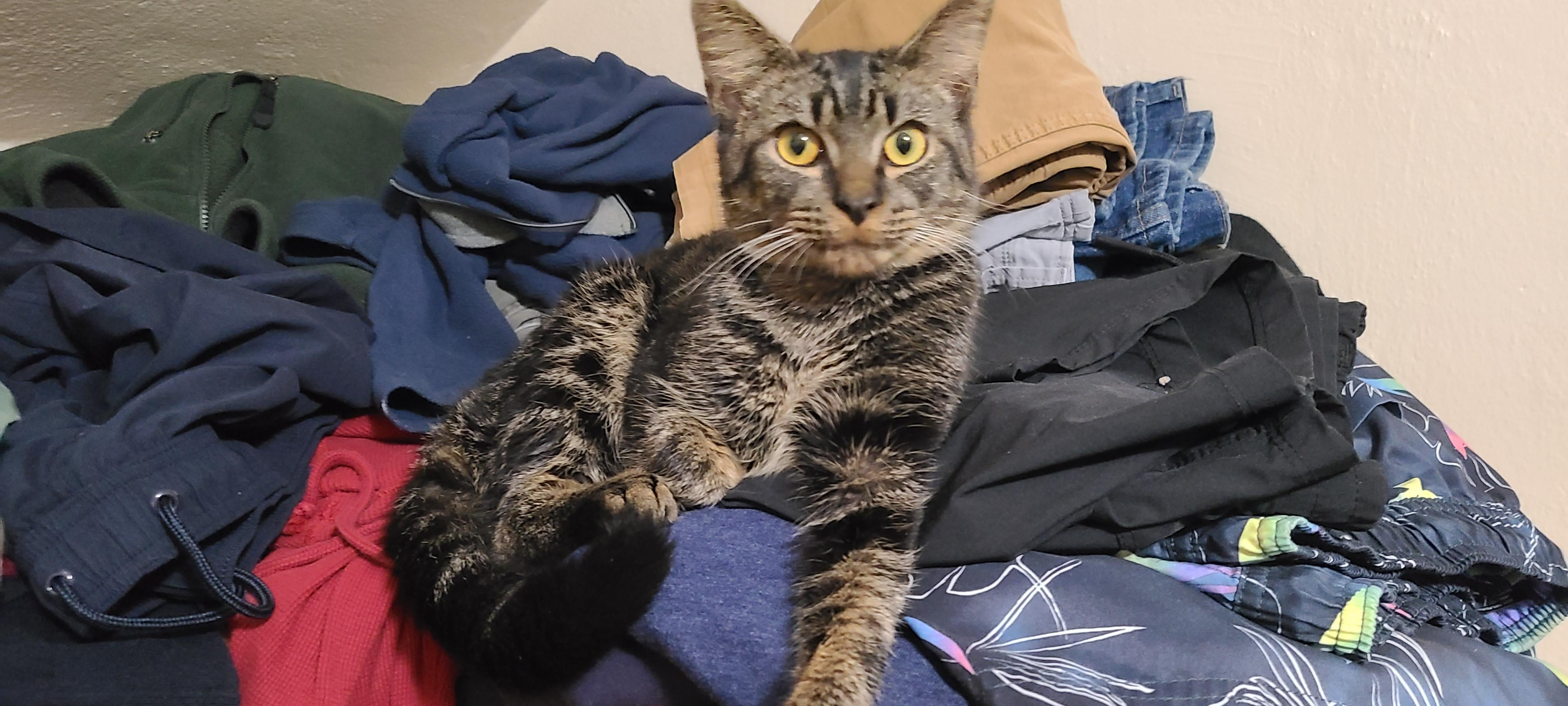 Jake - Lapcat Cuddler