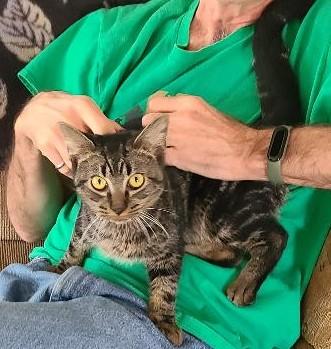 Jake - Lapcat Cuddler, a Adoptable mixed breed in Arlington, VA image 2/6