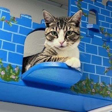 Enlarge Paris, a Adoptable Domestic Short Hair in Long Beach, CA image 1/2