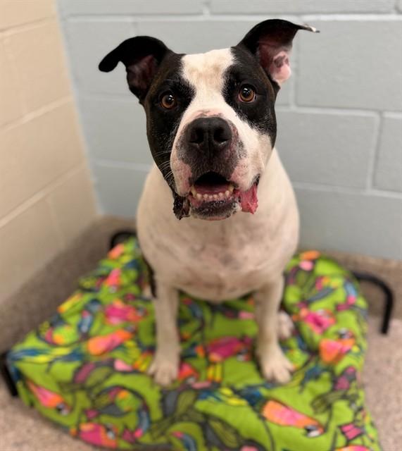 SAL, Adoptable, Adult Male Pit Bull Terrier.