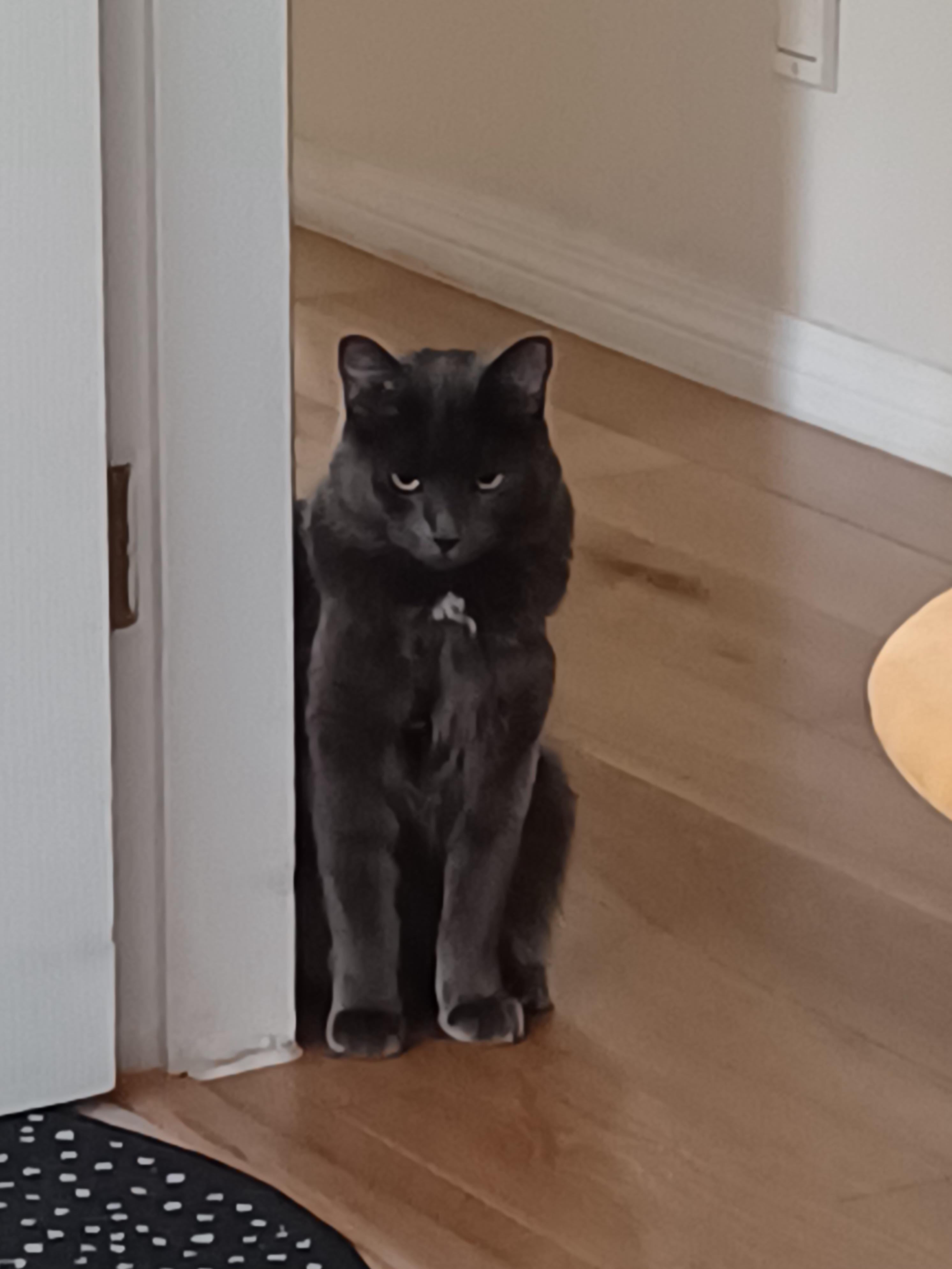 Enlarge Lucky, a Adoptable Domestic Short Hair in MAPLE RIDGE, BC image 4/5