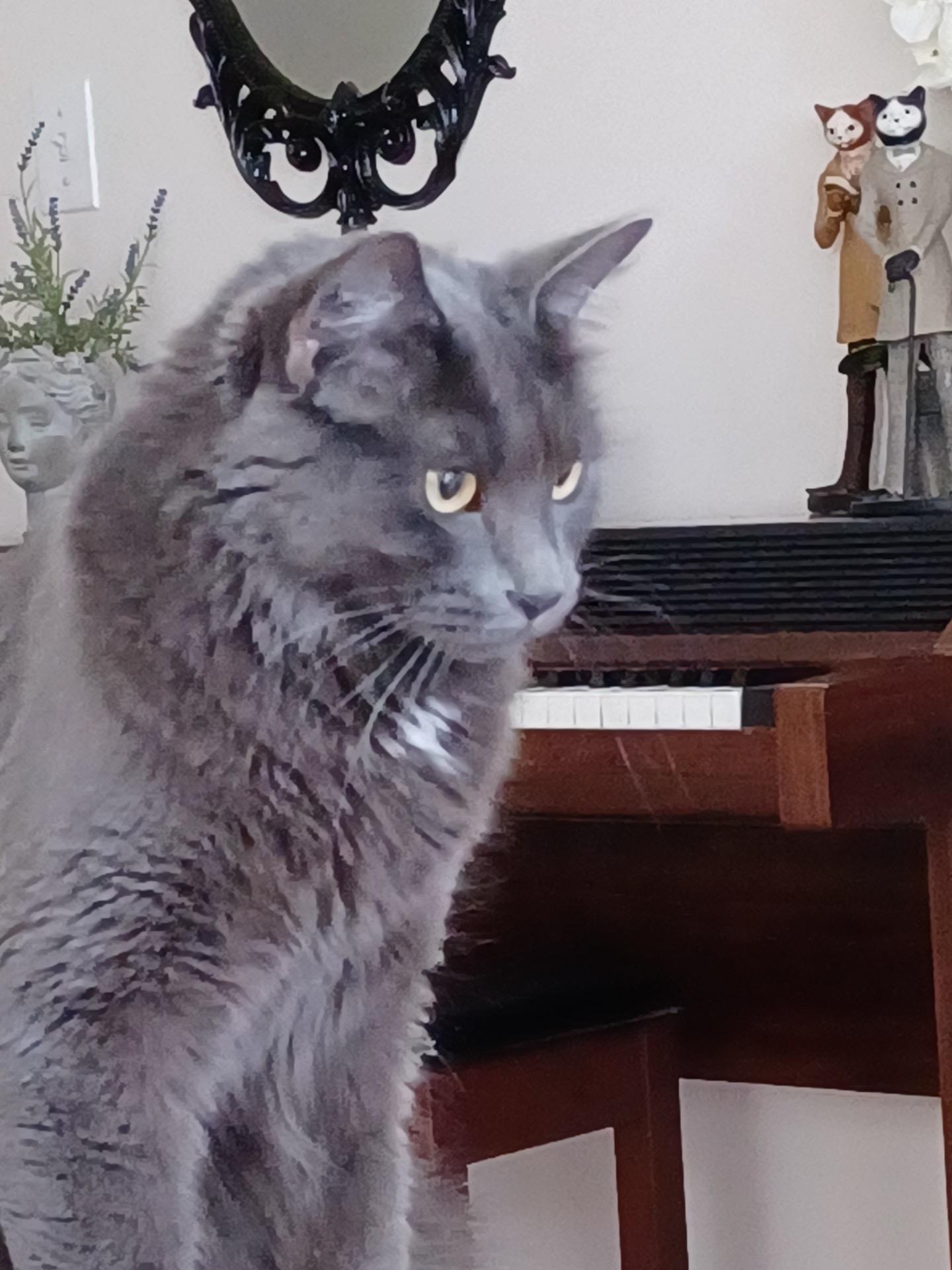 Enlarge Lucky, a Adoptable Domestic Short Hair in MAPLE RIDGE, BC image 2/5