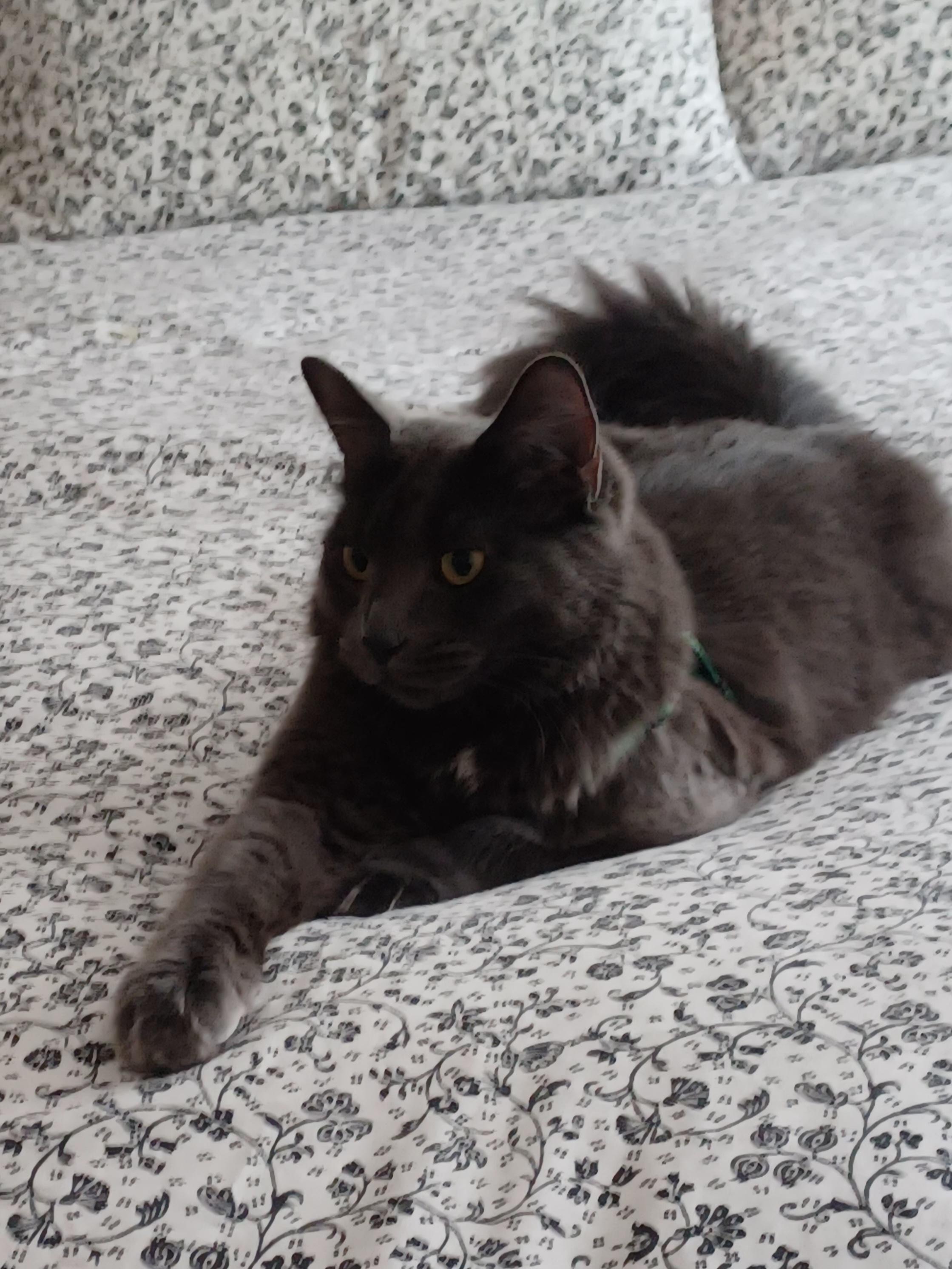 Enlarge Lucky, a Adoptable Domestic Short Hair in MAPLE RIDGE, BC image 5/5