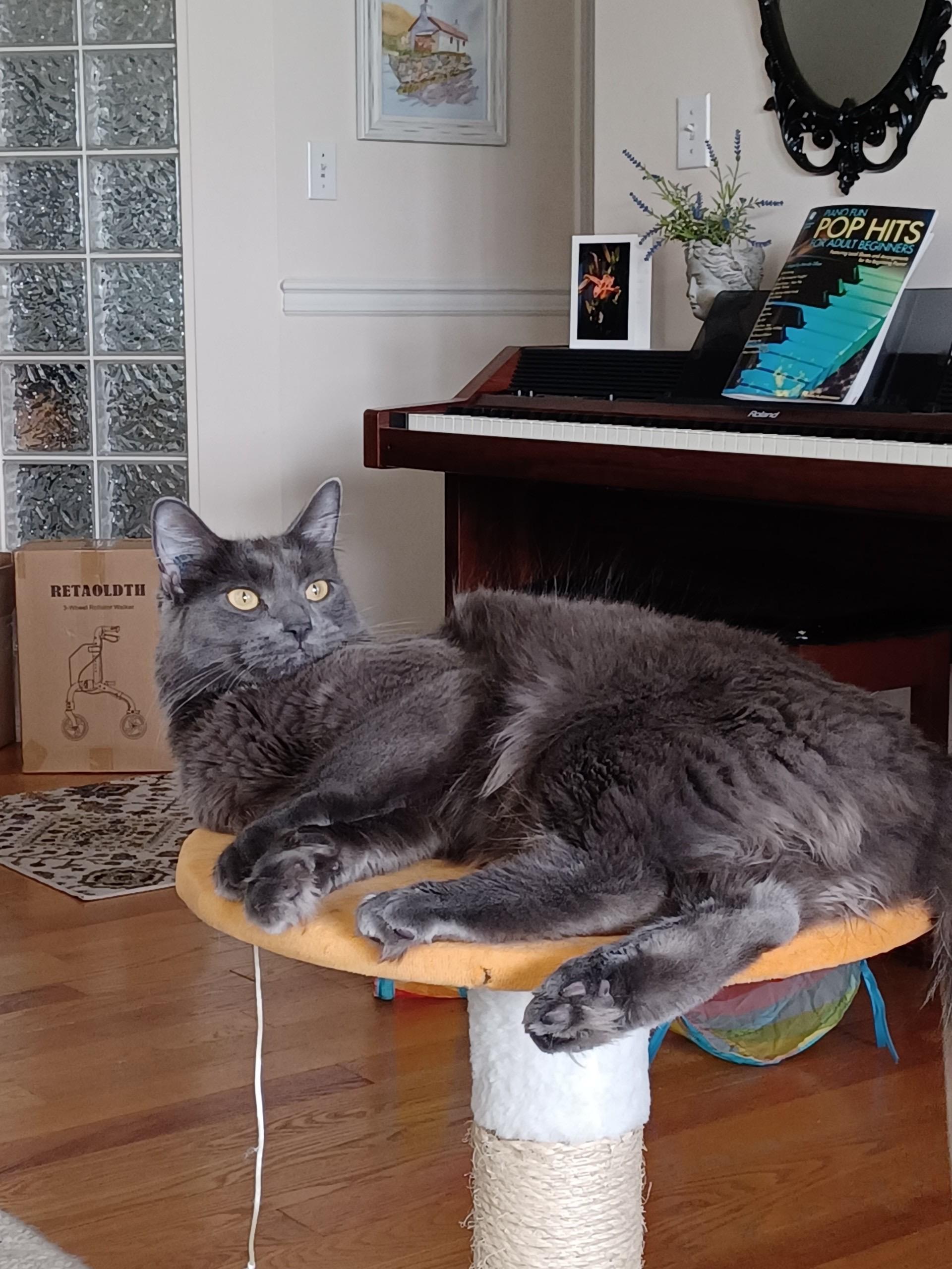 Enlarge Lucky, a Adoptable Domestic Short Hair in MAPLE RIDGE, BC image 1/5