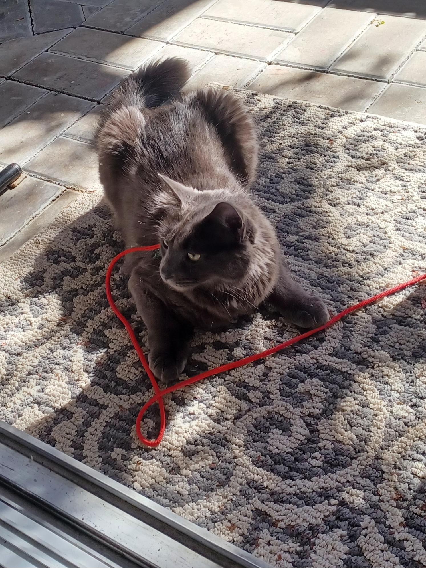 Enlarge Lucky, a Adoptable Domestic Short Hair in MAPLE RIDGE, BC image 3/5