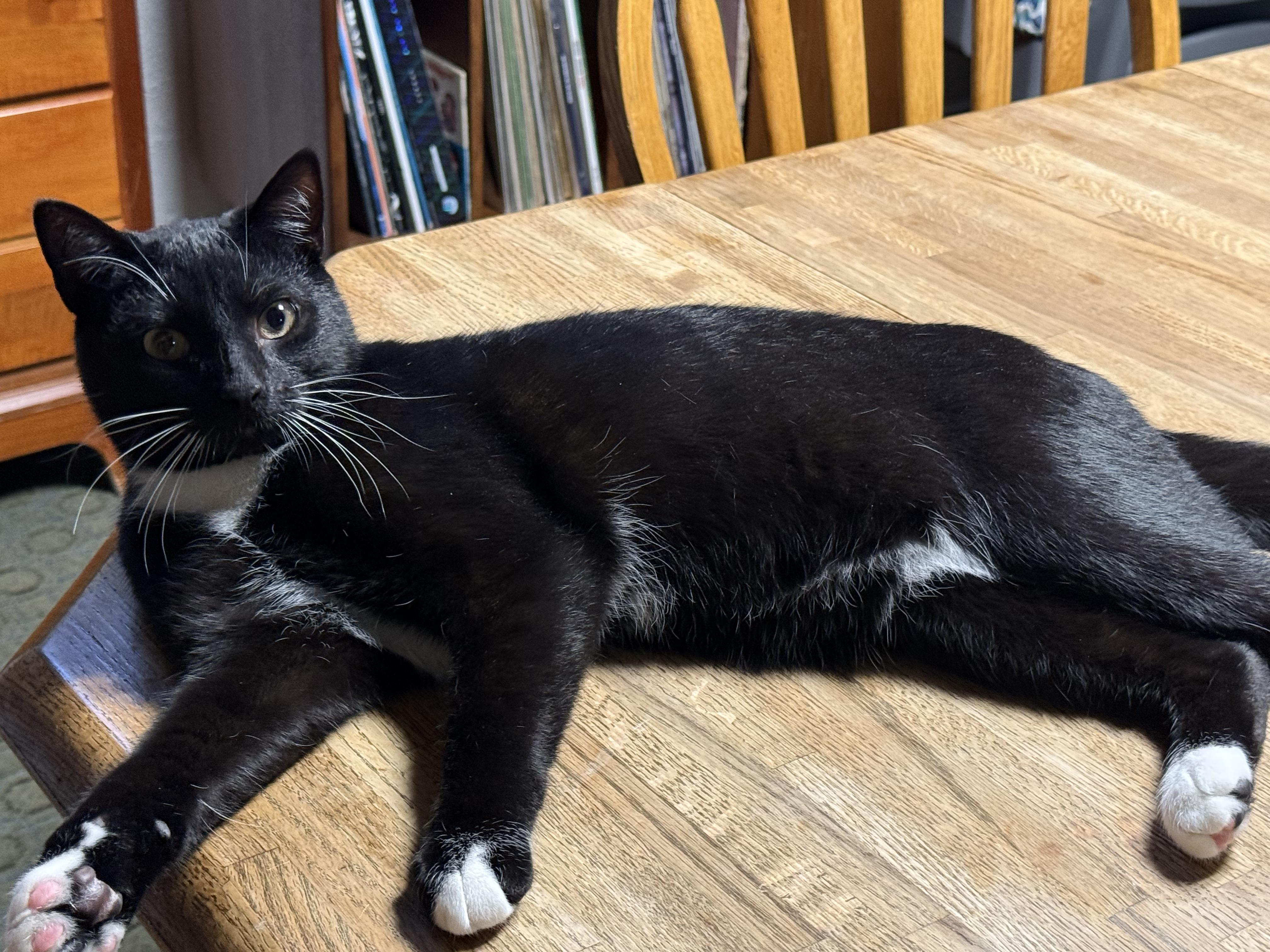 Enlarge Dracula, an adopted Domestic Short Hair in South Lyon, MI image 2/6