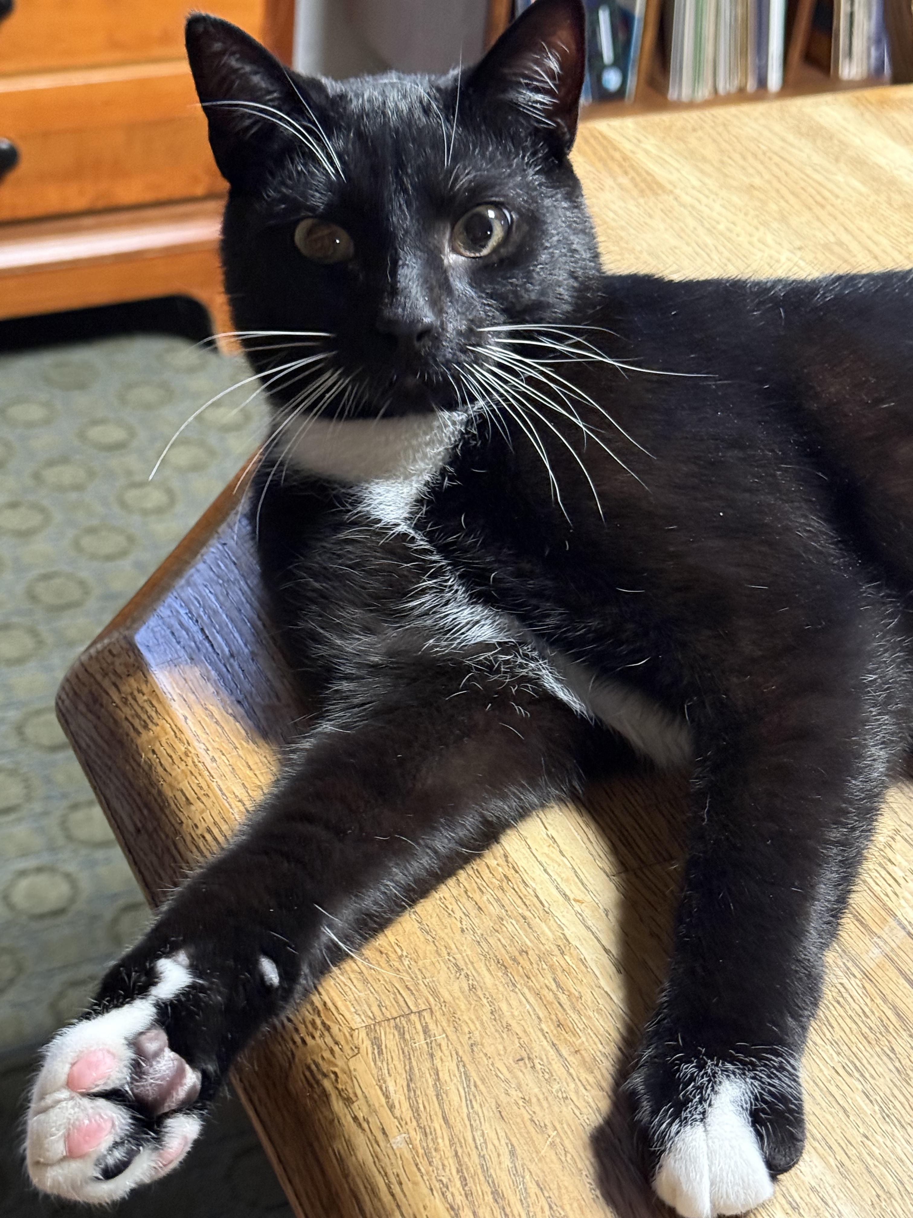 Enlarge Dracula, an adopted Domestic Short Hair in South Lyon, MI image 1/6