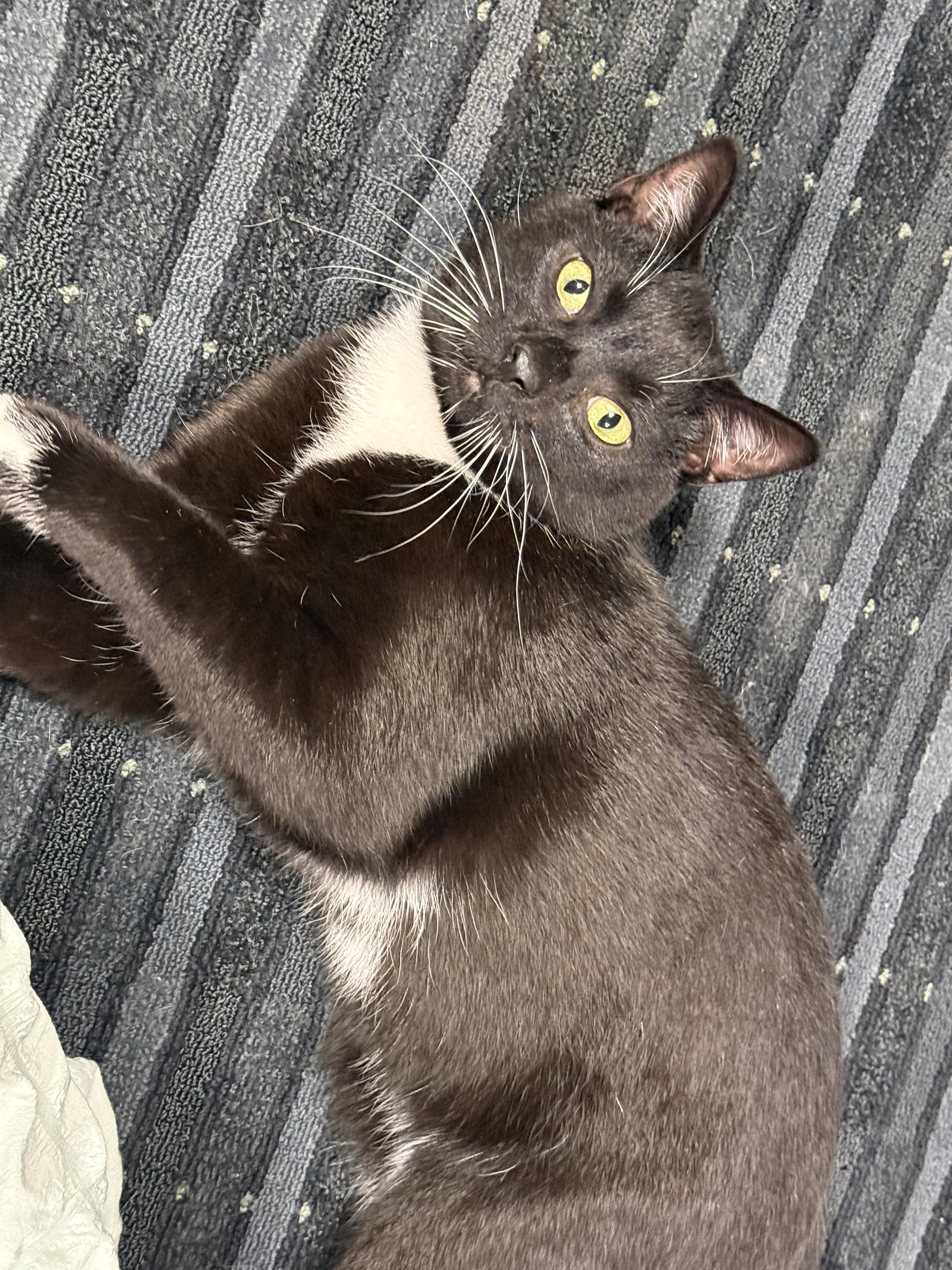 Enlarge Dracula, an adopted Domestic Short Hair in South Lyon, MI image 3/6