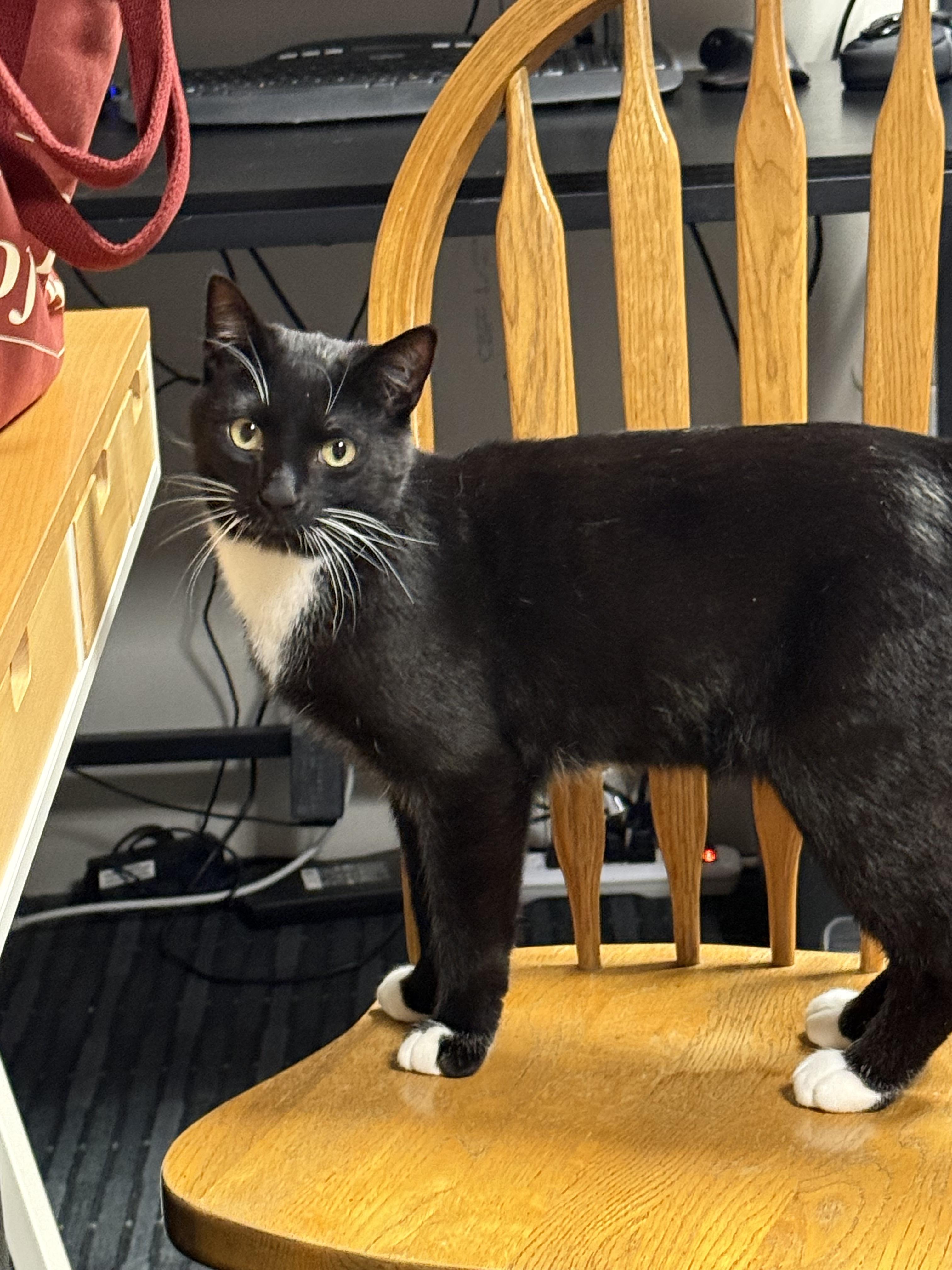 Enlarge Dracula, an adopted Domestic Short Hair in South Lyon, MI image 5/6