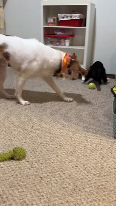 Enlarge Dracula, an adopted Domestic Short Hair in South Lyon, MI video 6/6