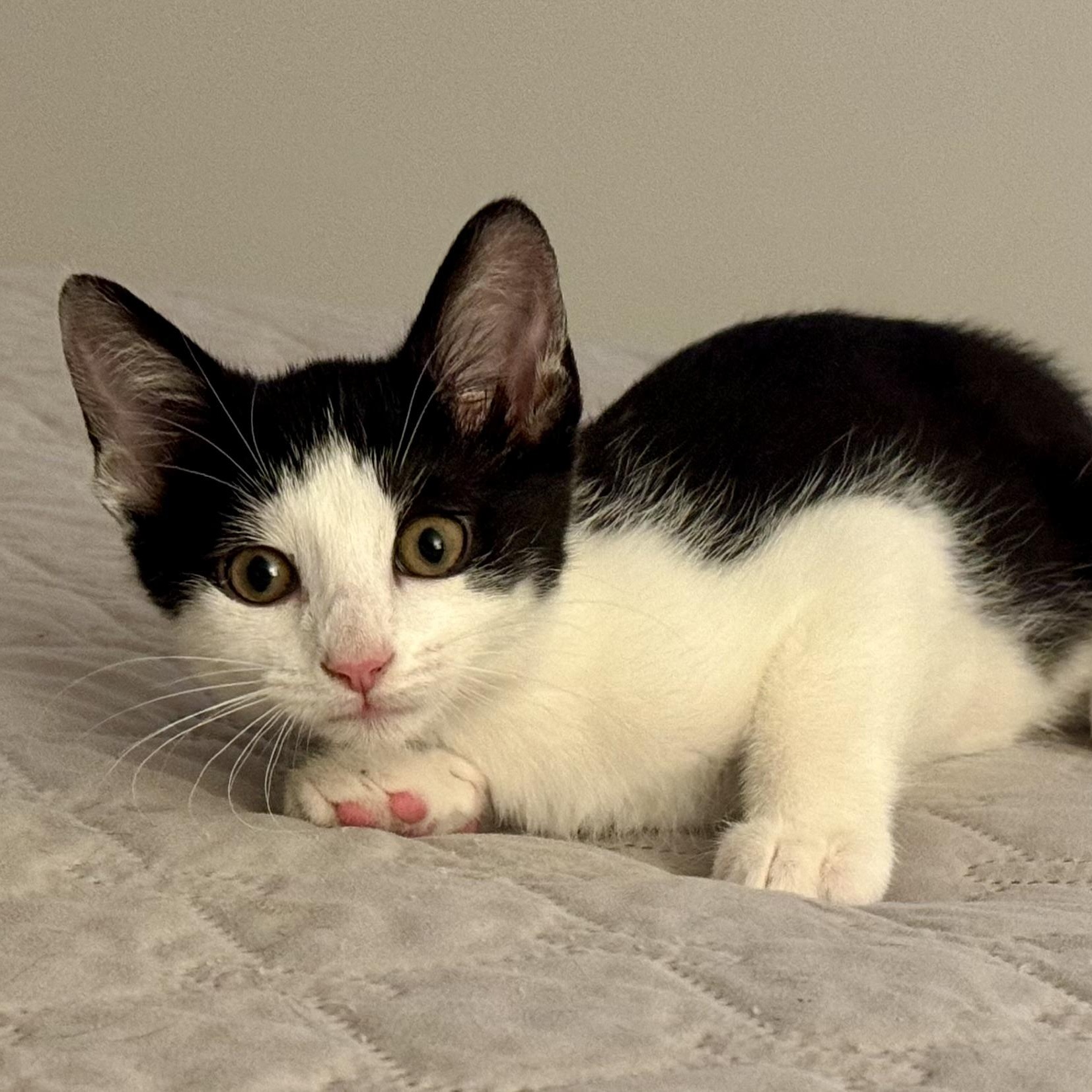 Enlarge Keilani, a ADOPTABLE Domestic Short Hair in Memphis, TN image 5/6