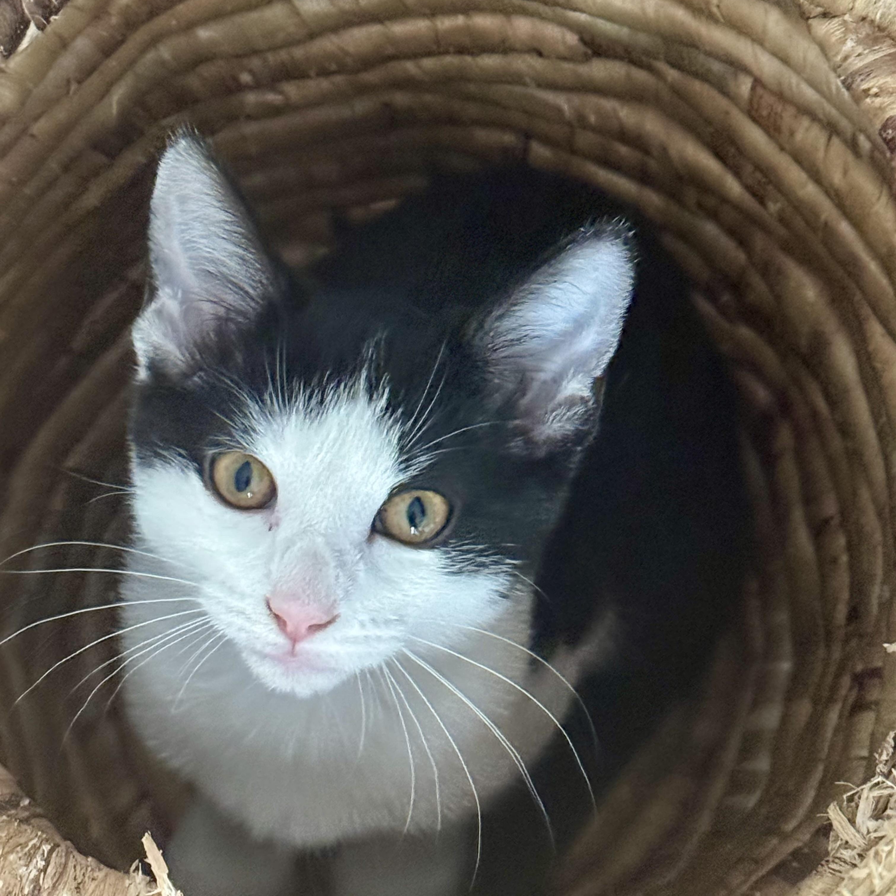 Keilani, ADOPTABLE, Kitten Female Domestic Short Hair.