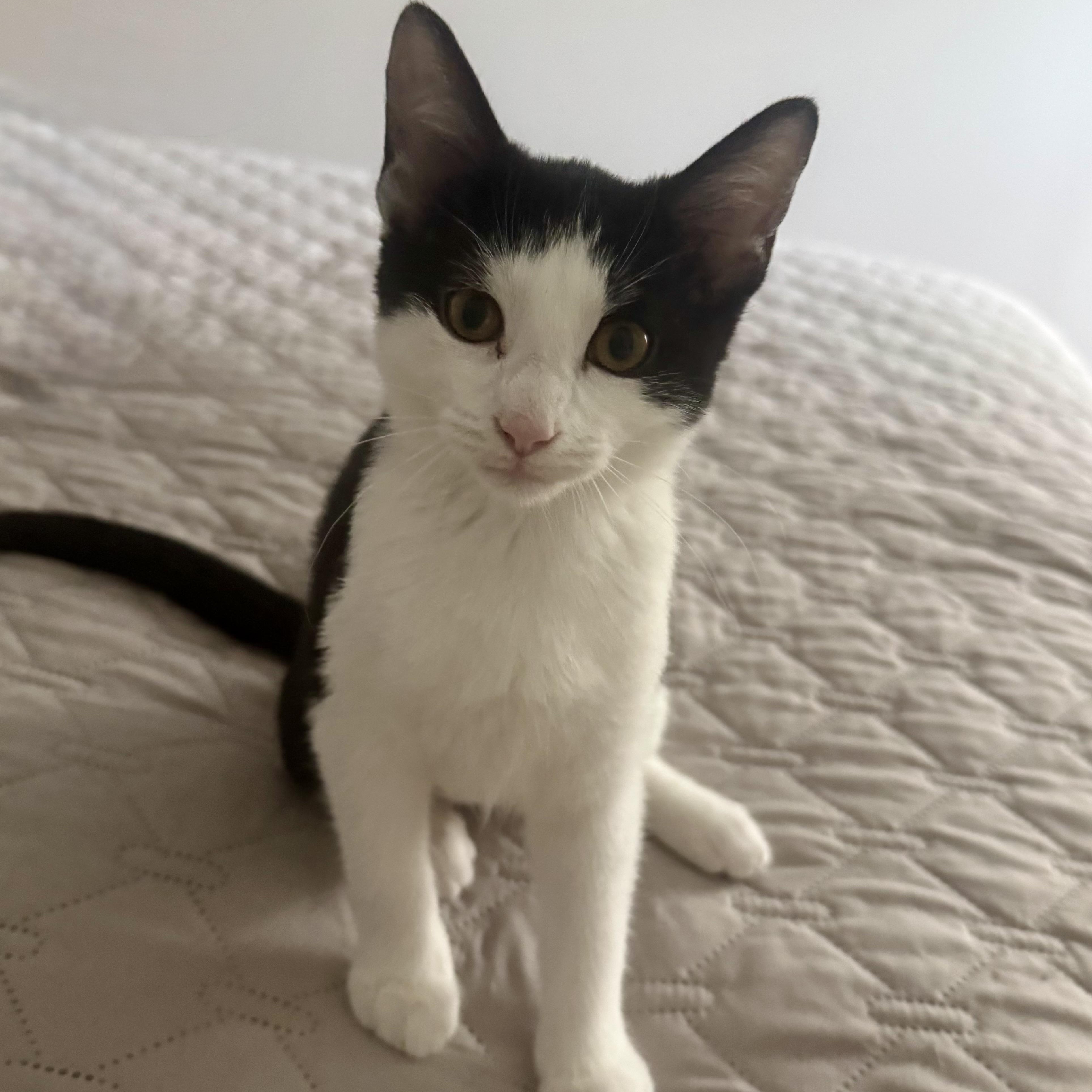 Enlarge Keilani, a ADOPTABLE Domestic Short Hair in Memphis, TN image 3/6