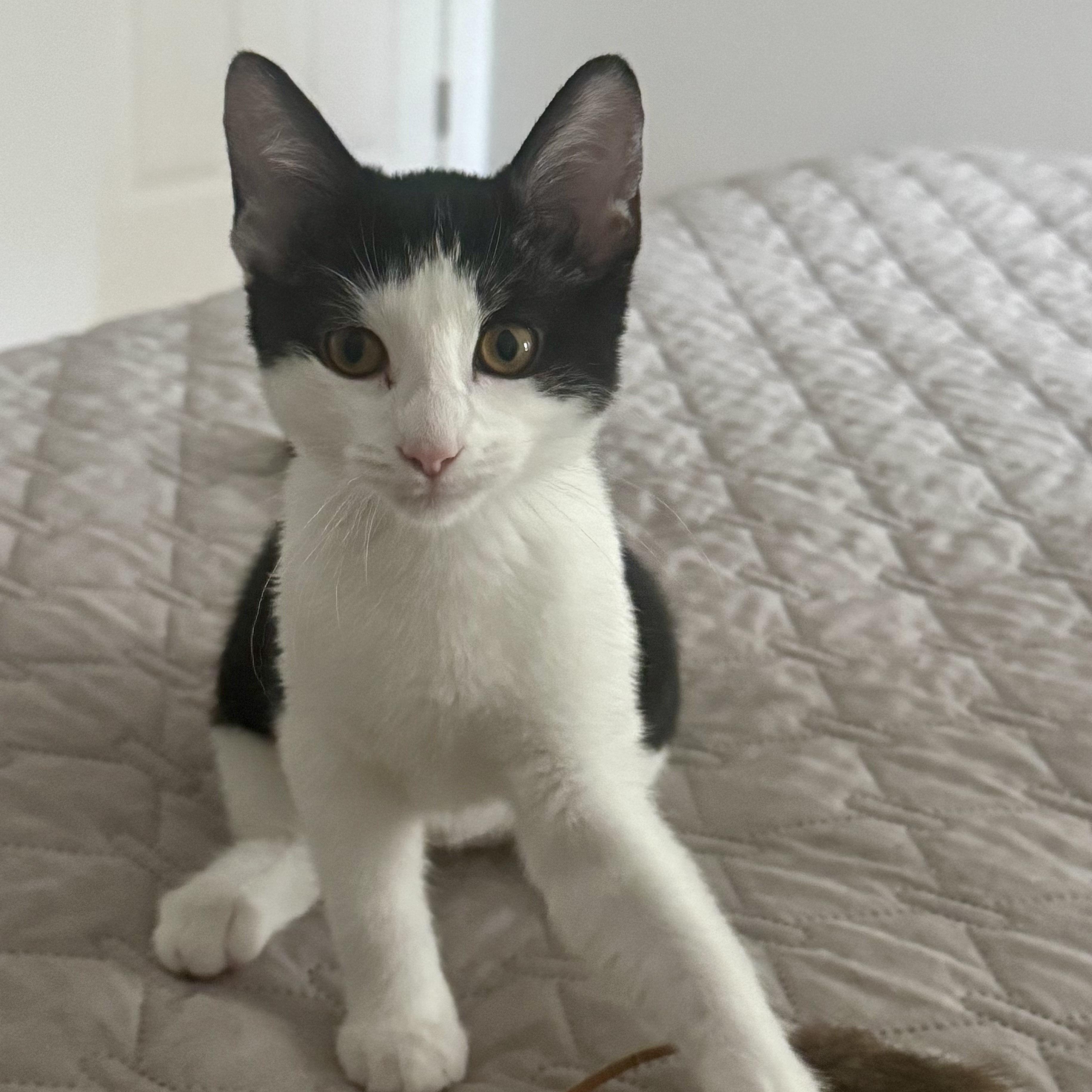 Enlarge Keilani, a ADOPTABLE Domestic Short Hair in Memphis, TN image 2/6