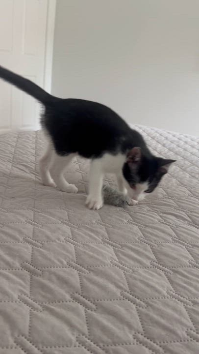 Enlarge Keilani, a ADOPTABLE Domestic Short Hair in Memphis, TN video 4/6