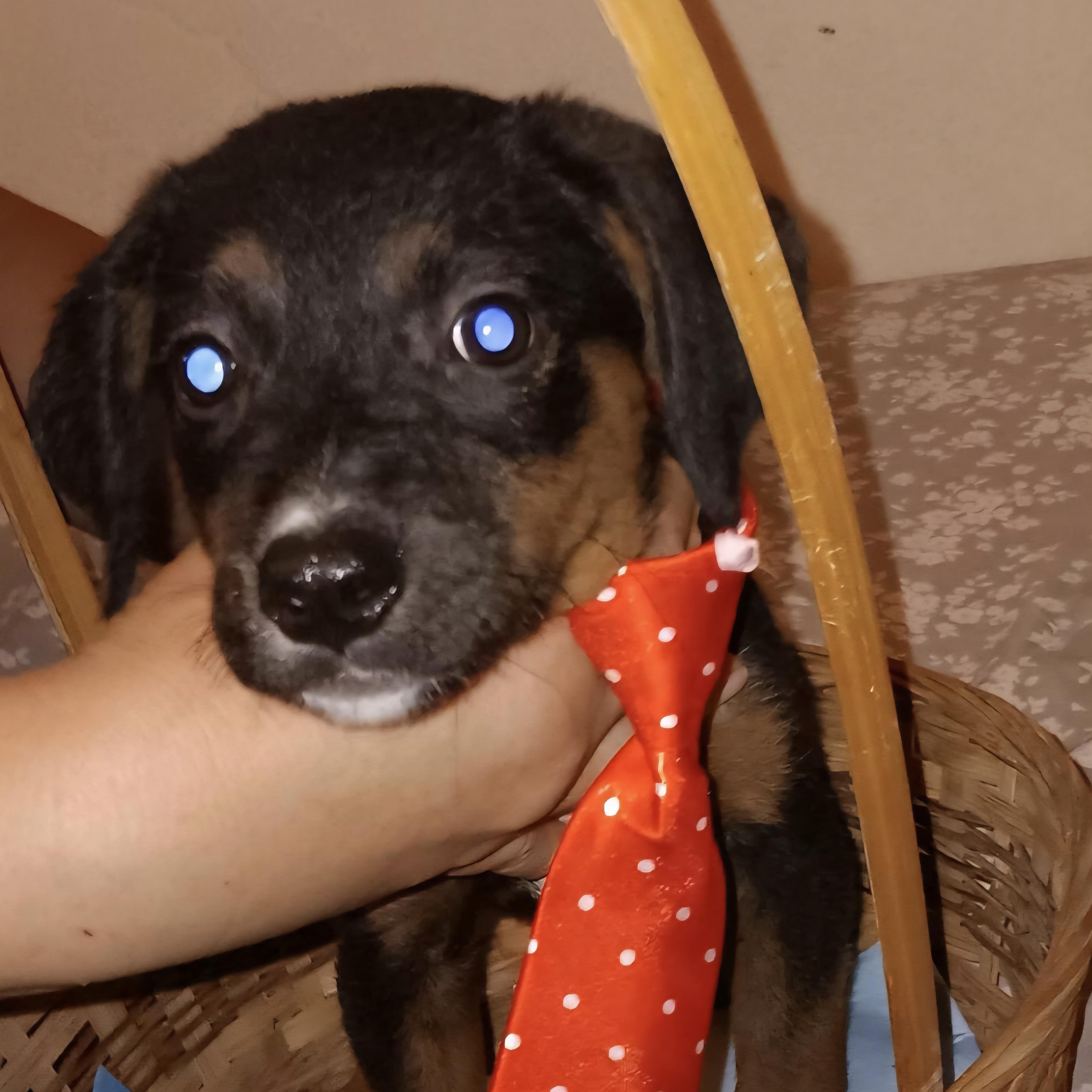 Enlarge SUGAR PLUM "Your sweetest baby girl!" (Currently in Puerto Rico), a Adoptable mixed breed in New York, NY image 1/3