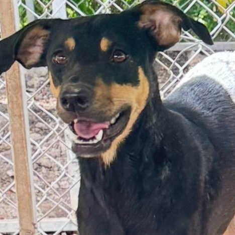 SUGAR PLUM "Your sweetest baby girl!" (Currently in Puerto Rico), Adoptable, Puppy Female Labradoodle.
