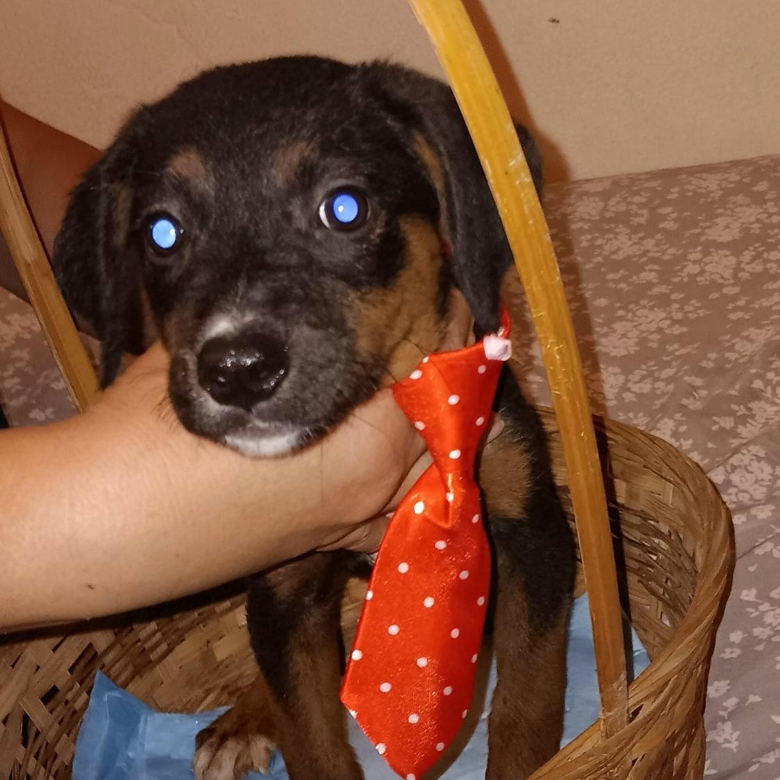 Enlarge SUGAR PLUM "Your sweetest baby girl!" (Currently in Puerto Rico), a Adoptable mixed breed in New York, NY image 2/3