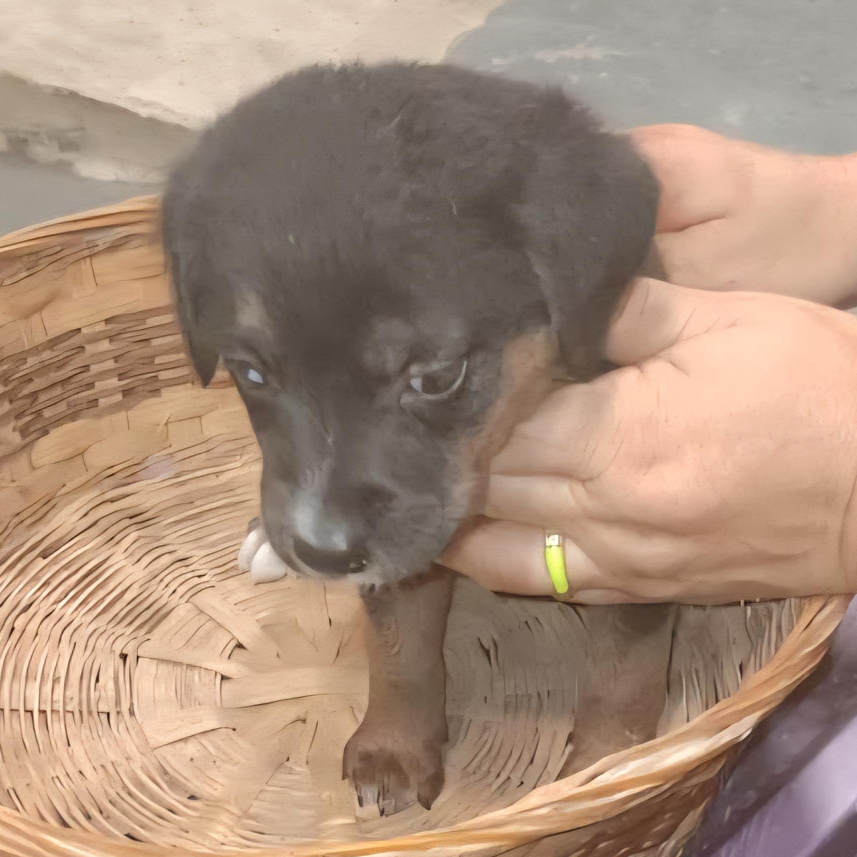 Enlarge SUGAR PLUM "Your sweetest baby girl!" (Currently in Puerto Rico), a Adoptable mixed breed in New York, NY image 3/3