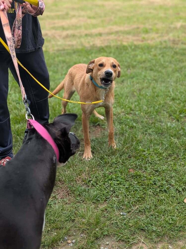 Ernie, Adoptable, Puppy Male Labrador Retriever.
