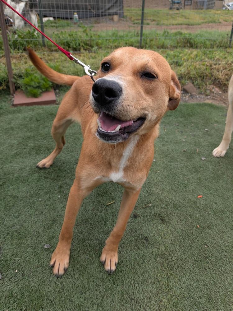 Ernie, a Adoptable mixed breed in Statesville, NC image 2/6