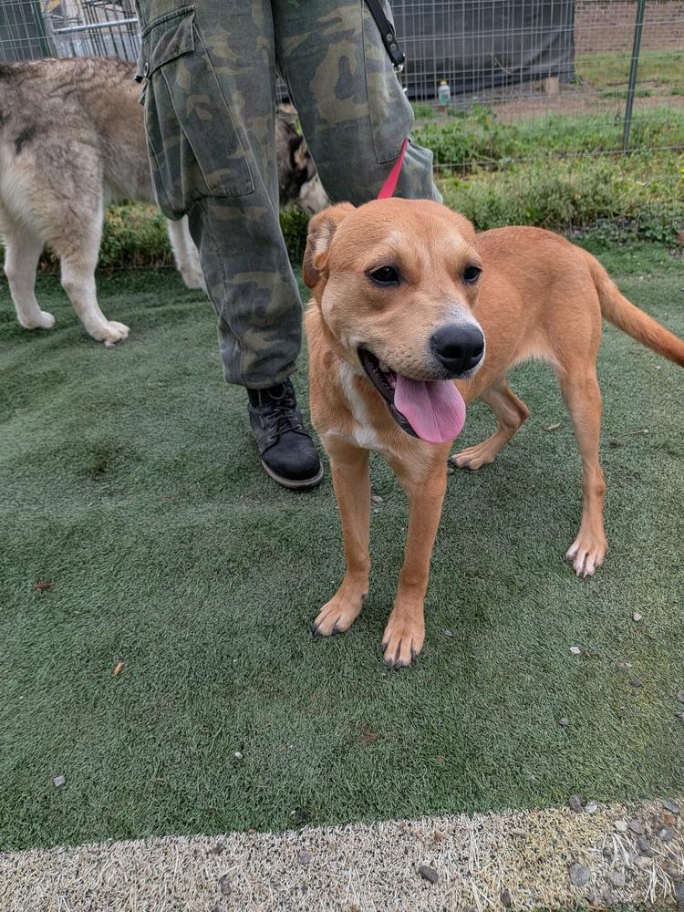 Ernie, a Adoptable mixed breed in Statesville, NC image 3/6