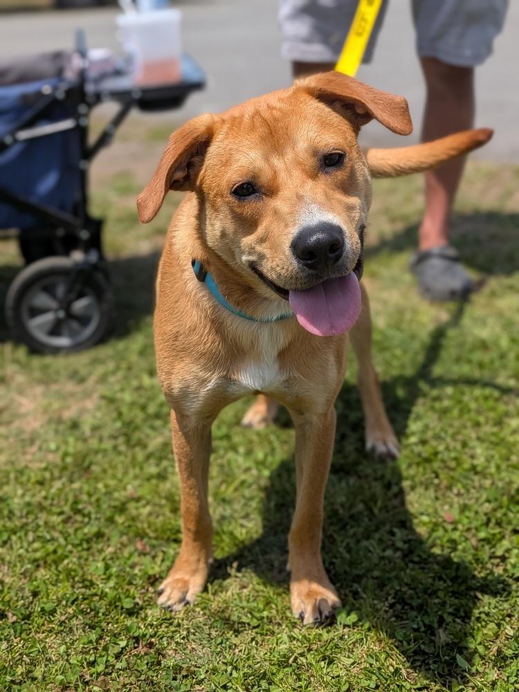 Ernie, a Adoptable mixed breed in Statesville, NC image 4/6