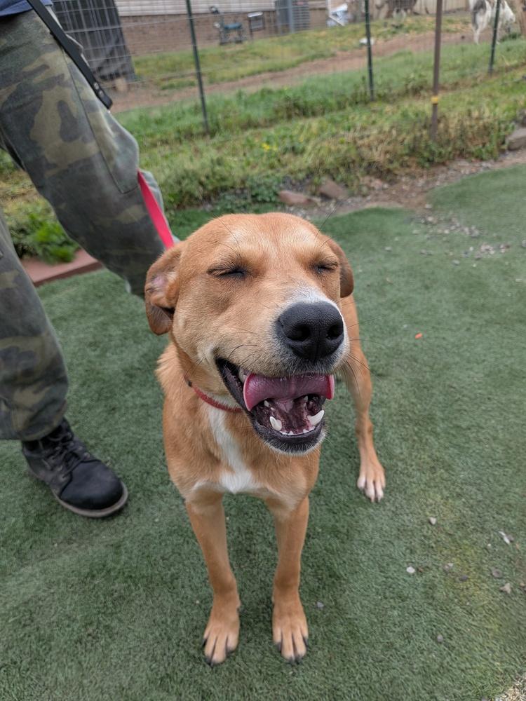 Ernie, a Adoptable mixed breed in Statesville, NC image 5/6