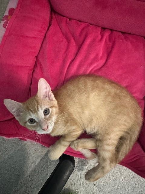 Britney's Mango KITTEN, Adopted, Kitten Male Domestic Short Hair.