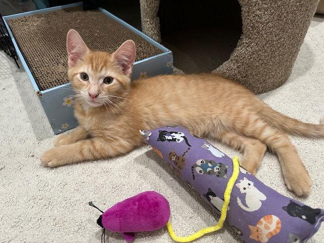 Britney's Mango KITTEN, a Adopted Domestic Short Hair in Rockaway, NJ image 2/3