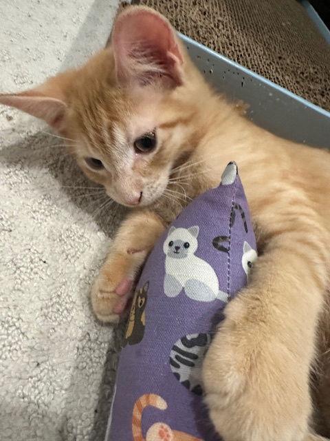 Britney's Mango KITTEN, a Adopted Domestic Short Hair in Rockaway, NJ image 3/3