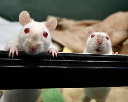 Dragon Fruit, Adoptable, Adult Female Rat.