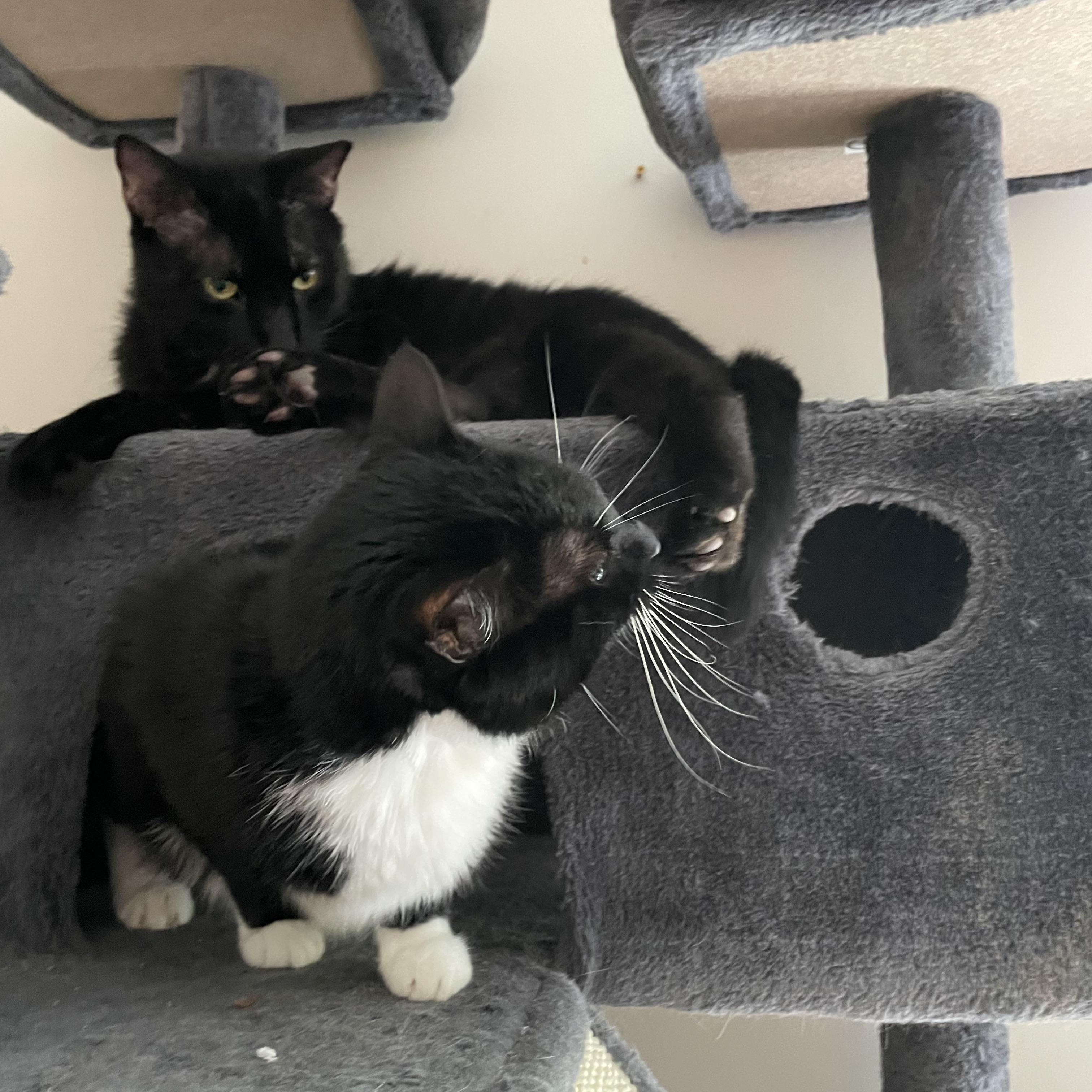Bubbles, Adoptable, Adult Female Domestic Short Hair.