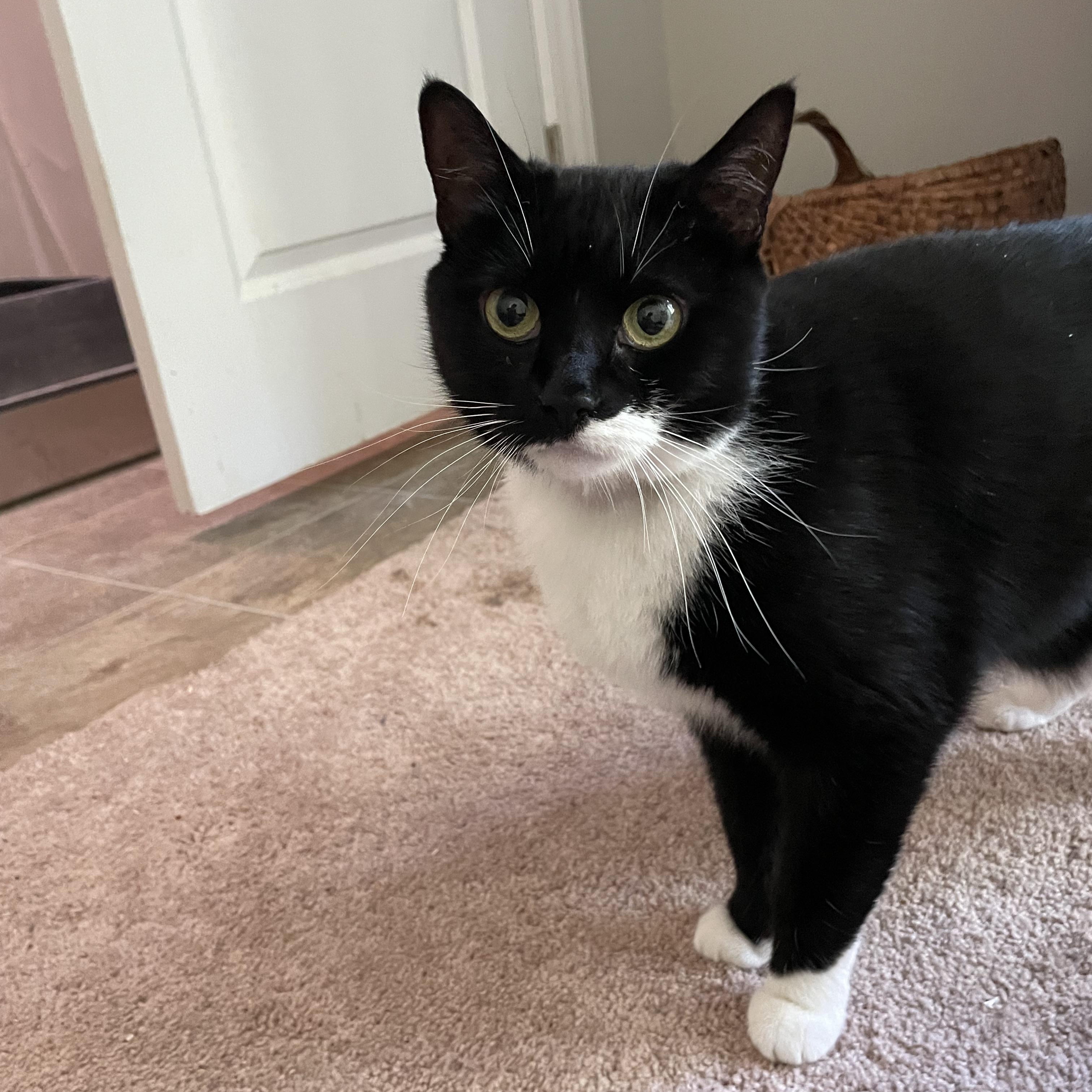 Enlarge Bubbles, a Adoptable Domestic Short Hair in lititz, PA image 2/4