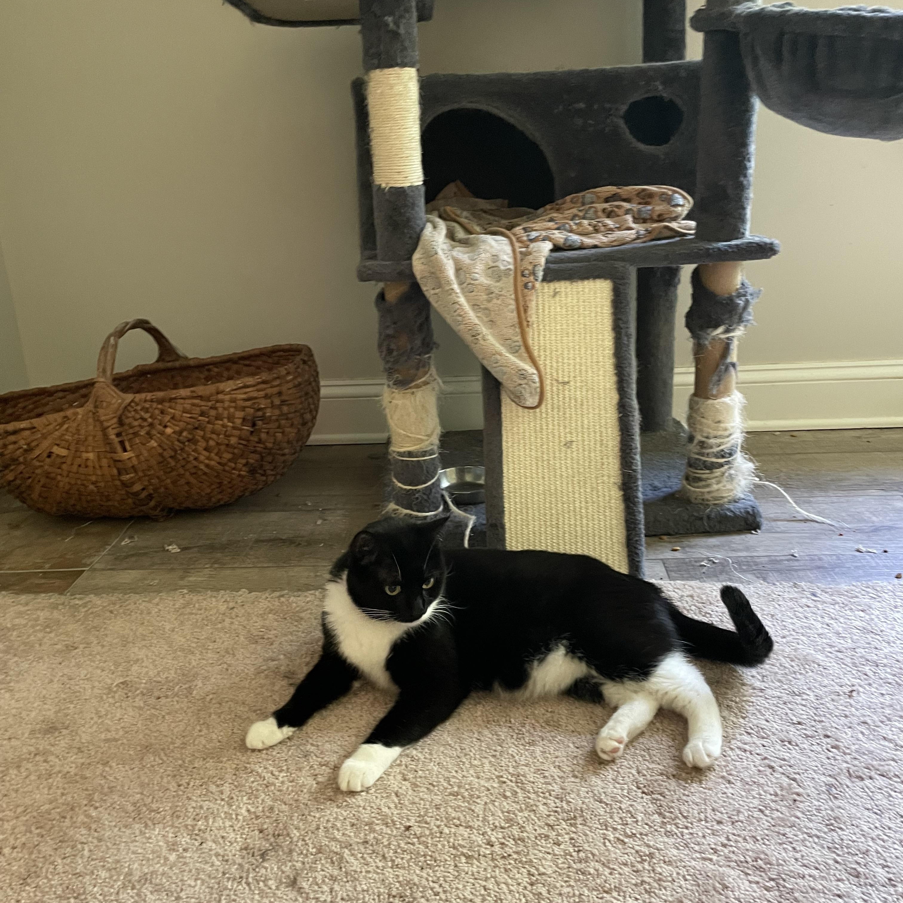 Enlarge Bubbles, a Adoptable Domestic Short Hair in lititz, PA image 4/4